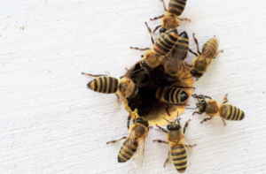 Bees