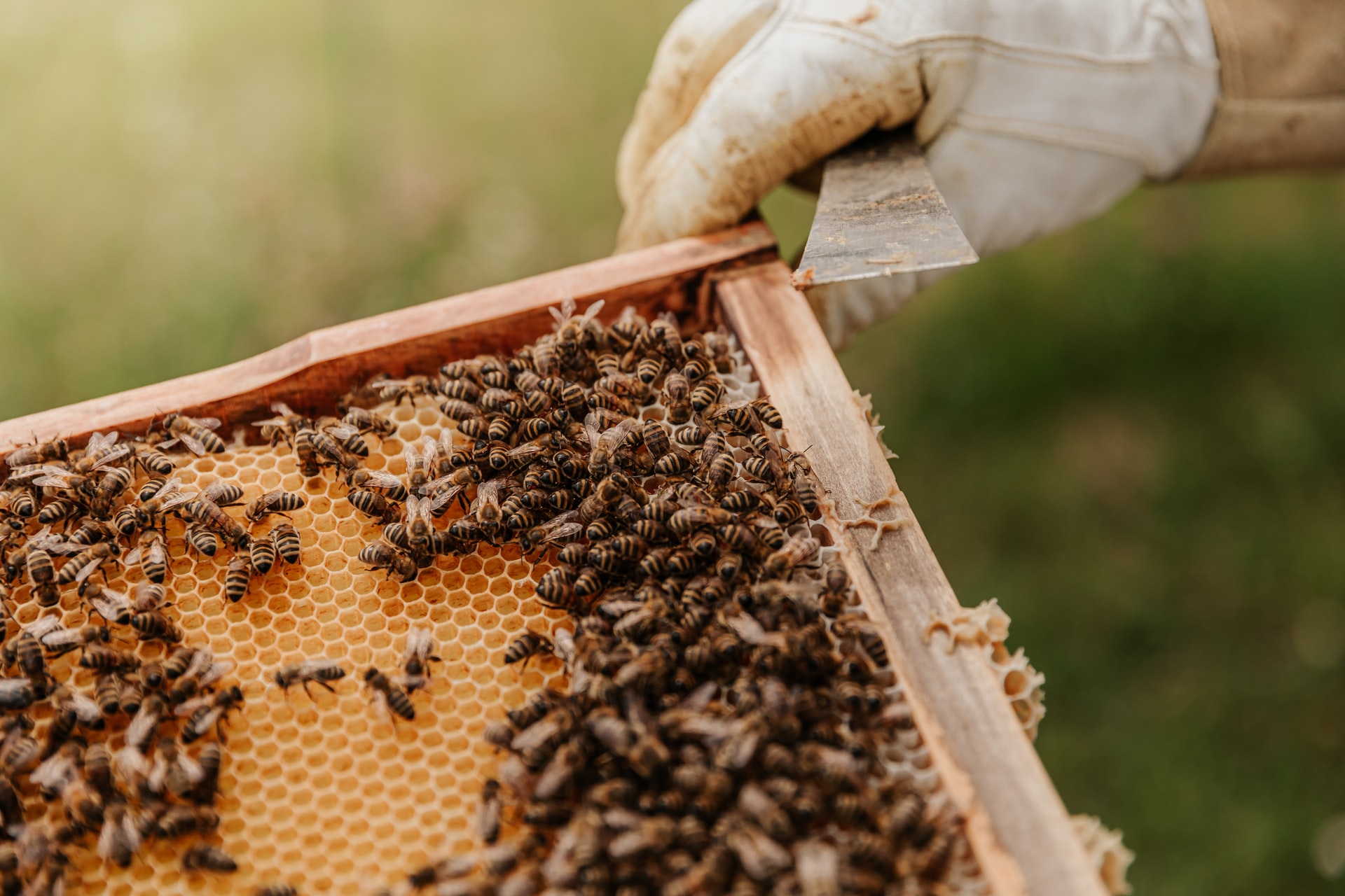 Honey