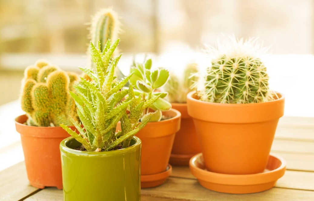 plants