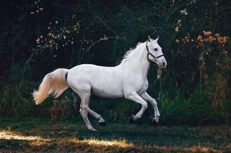 horse